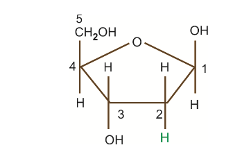 Monosaccharide Derivatives: Structure of 2-deoxyribose sugar.